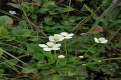 Parnassia chinensis